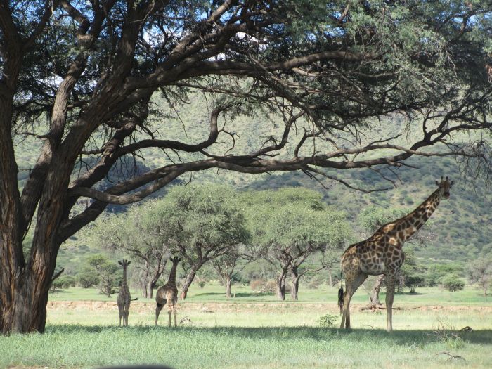 Safari arabe en Namibie