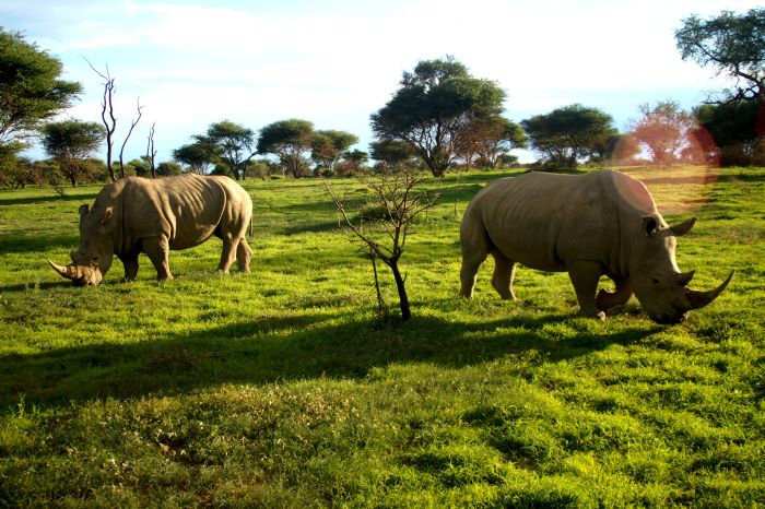 Safari arabe en Namibie