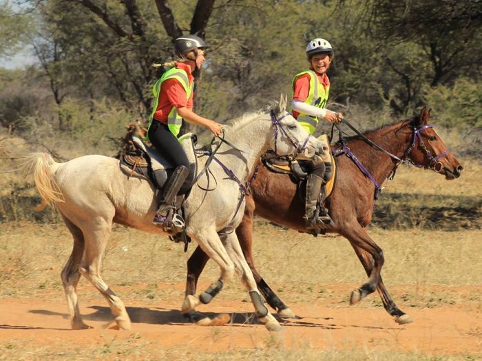 Safari arabe en Namibie