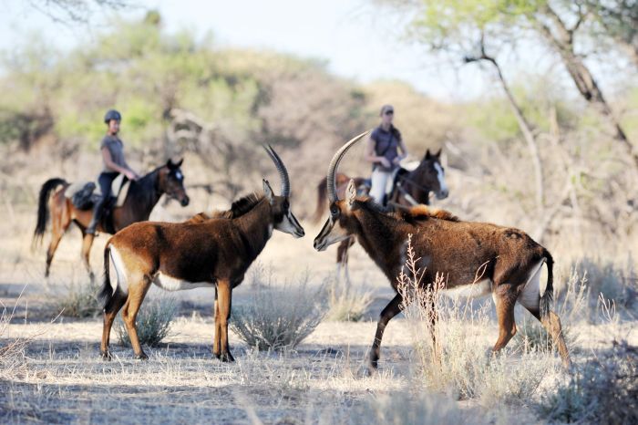 Safari arabe en Namibie