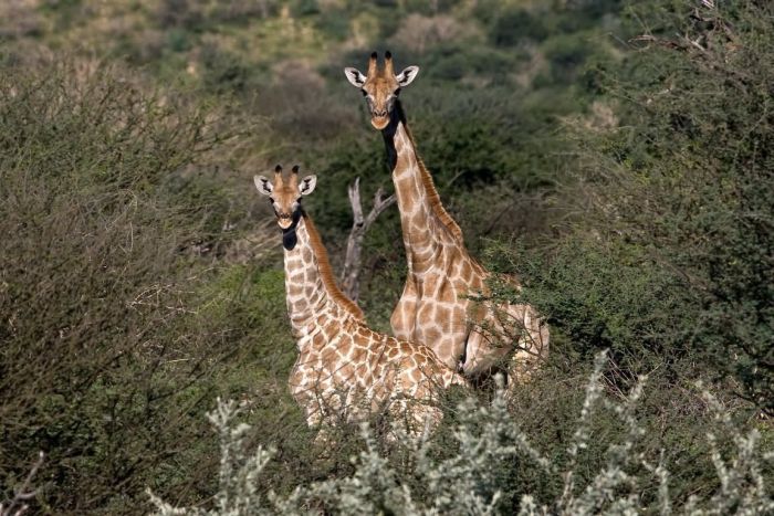 Safari arabe en Namibie