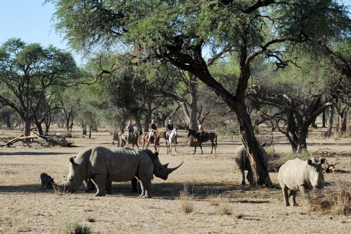 Safari arabe en Namibie