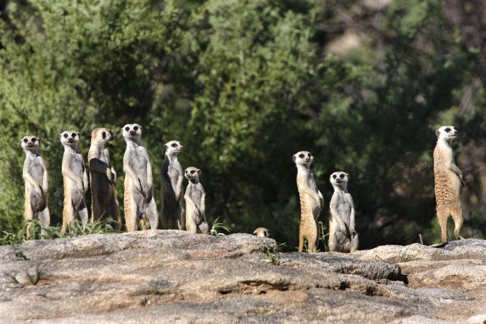 Safari arabe en Namibie