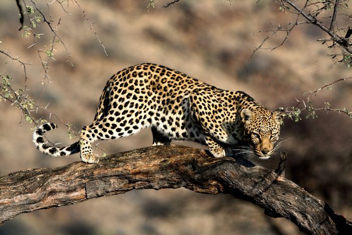 Safari arabe en Namibie