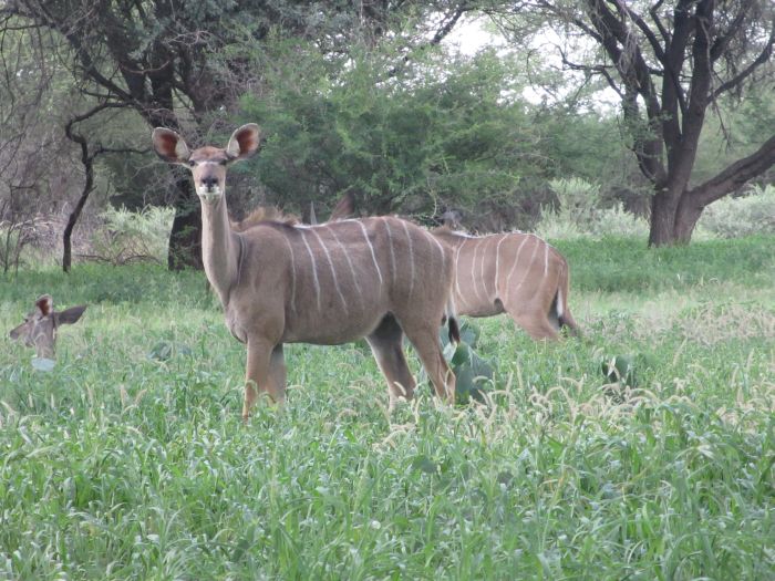 Safari arabe en Namibie