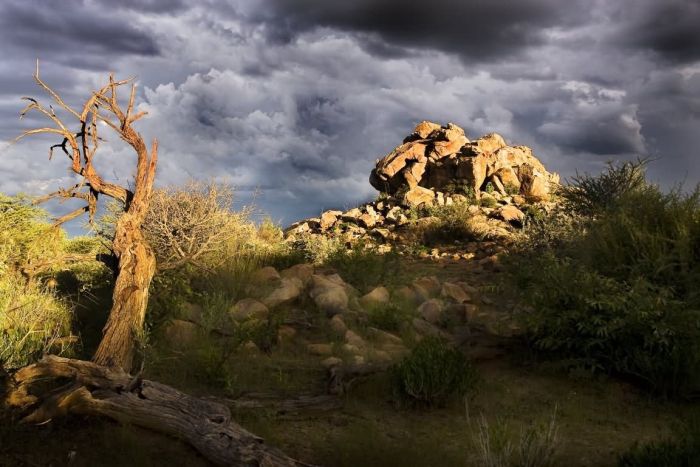 Safari arabe en Namibie