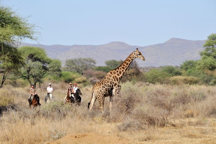 Safari arabe en Namibie