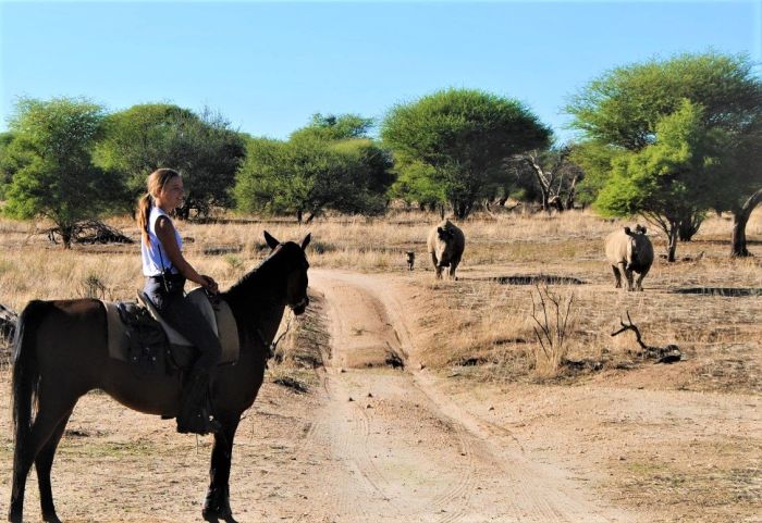 Safari arabe en Namibie