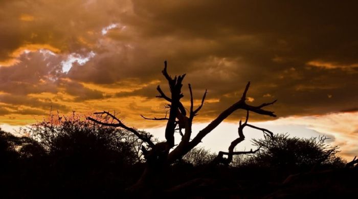 Safari arabe en Namibie