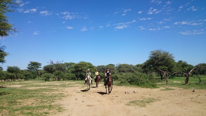 Safari arabe en Namibie