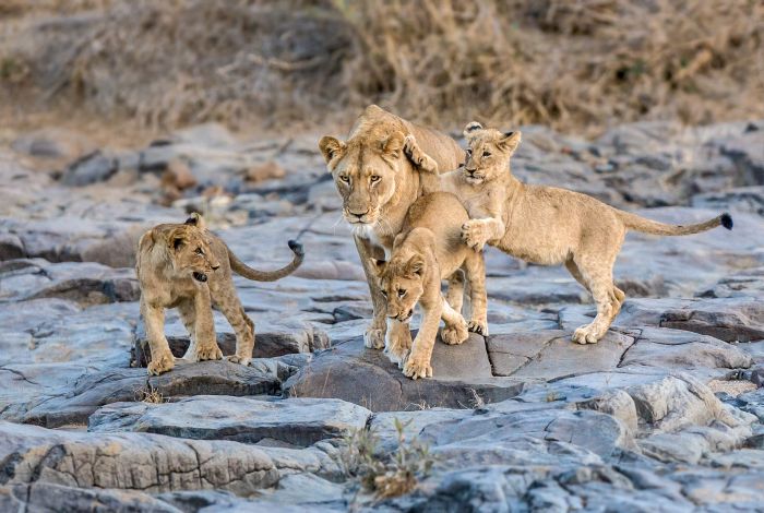 Big Five pour les connaisseurs