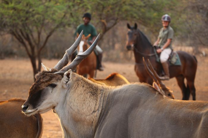 Waterberg Riding Safaris - Des vacances d'aventure !