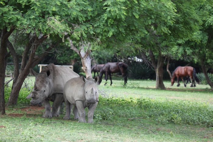 Waterberg Riding Safaris - Des vacances d'aventure !