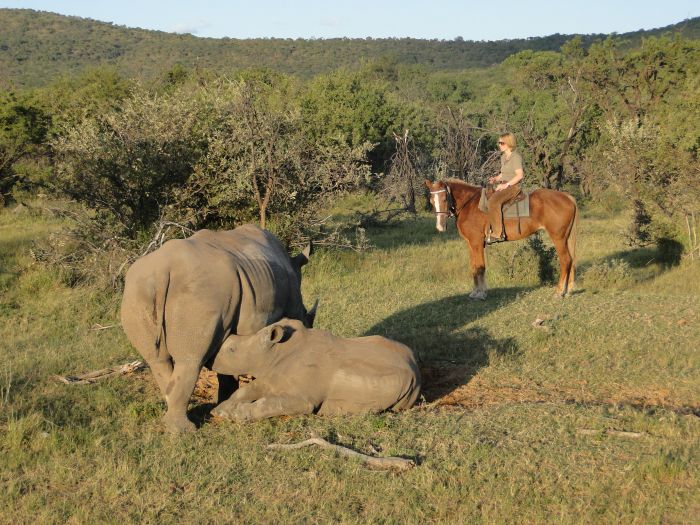 Waterberg Riding Safaris - Des vacances d'aventure !