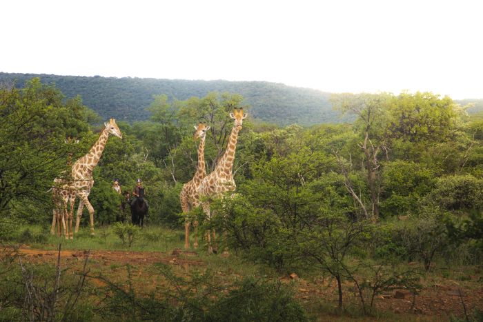 Waterberg Riding Safaris - Des vacances d'aventure !