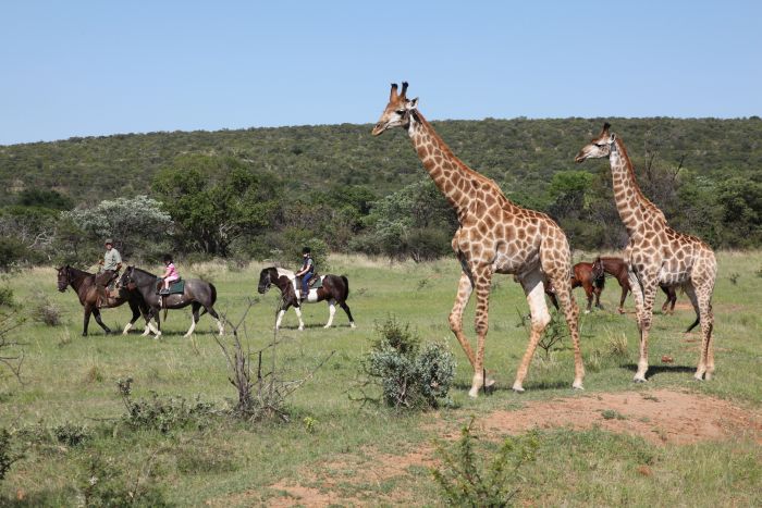 Waterberg Riding Safaris - Des vacances d'aventure !