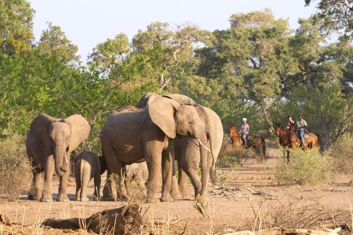 Exploration de l'Afrique sauvage