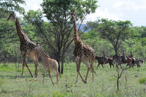 Exploration de l'Afrique sauvage