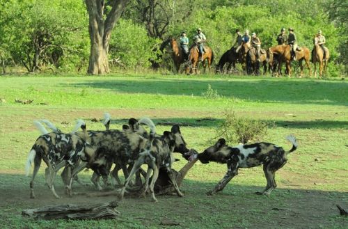 Exploration de l'Afrique sauvage