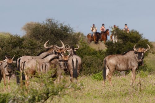 Exploration de l'Afrique sauvage