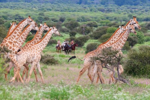 Exploration de l'Afrique sauvage