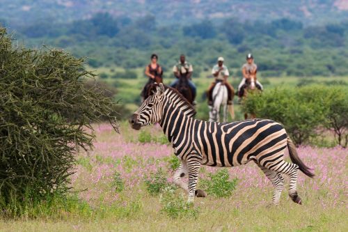 Exploration de l'Afrique sauvage