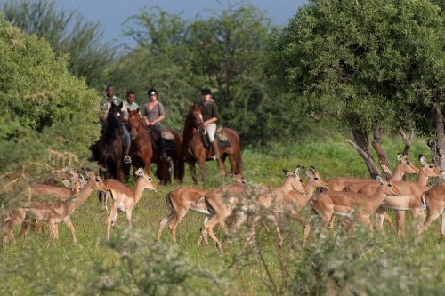 Exploration de l'Afrique sauvage