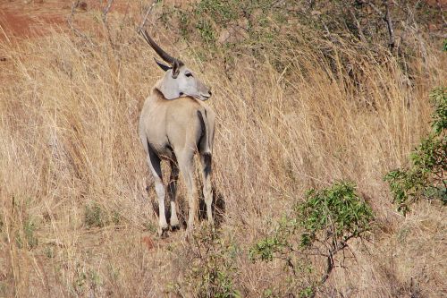 Exploration de l'Afrique sauvage