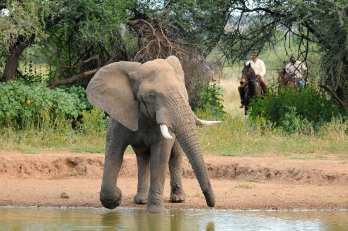 Exploration de l'Afrique sauvage