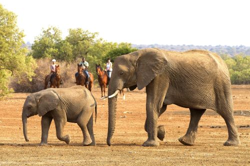 Exploration de l'Afrique sauvage