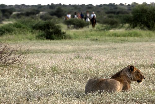 Exploration de l'Afrique sauvage