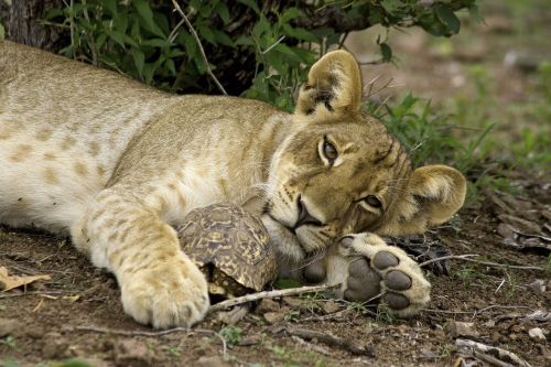 Exploration de l'Afrique sauvage