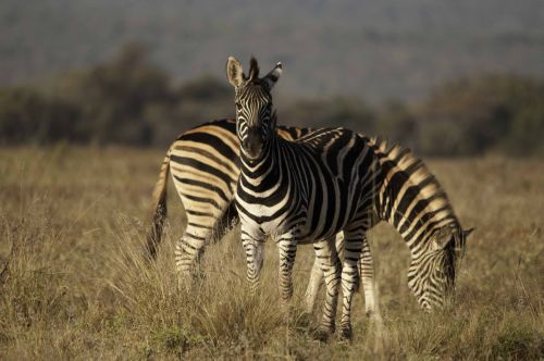 Exploration de l'Afrique sauvage