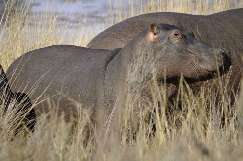 Exploration de l'Afrique sauvage