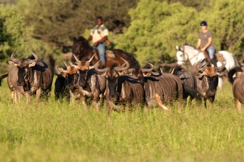 Exploration de l'Afrique sauvage