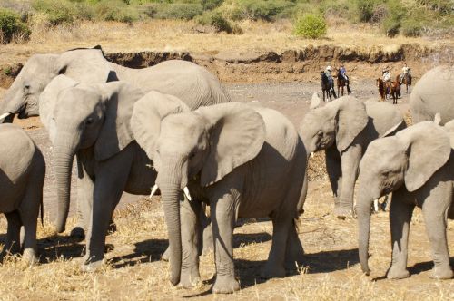 Exploration de l'Afrique sauvage