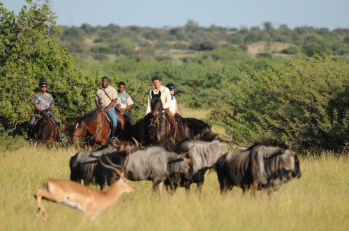 Exploration de l'Afrique sauvage