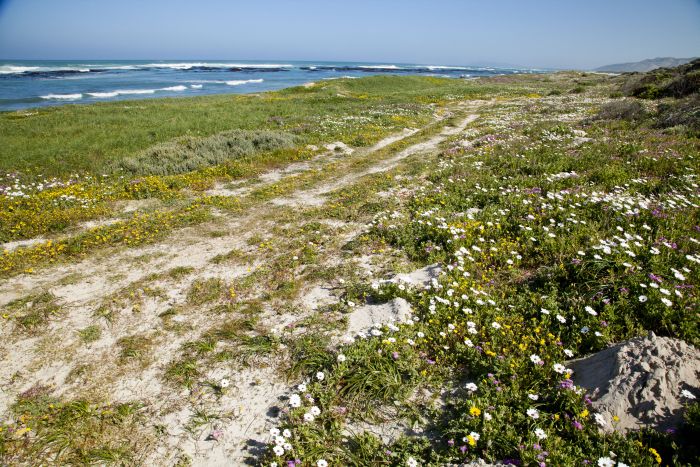 Trail sur plage à Walker Bay