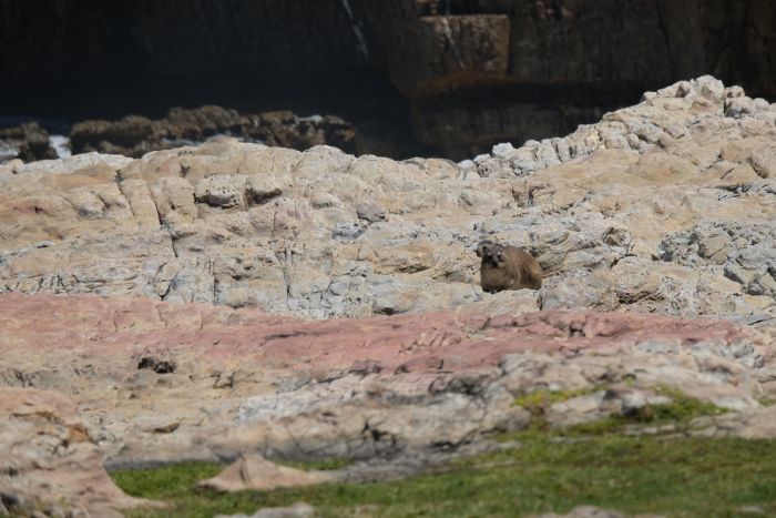 Trail sur la plage dans la région du Cap