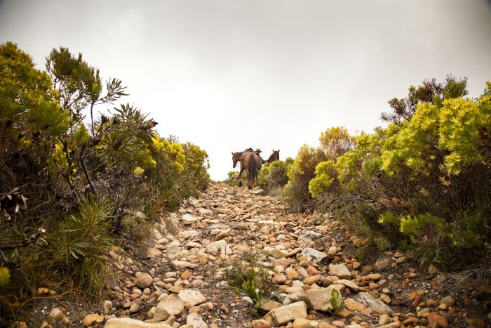 Trail sur la plage dans la région du Cap