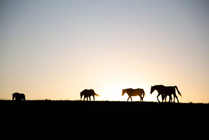 Vacances de travail sur la côte sauvage en Afrique du Sud