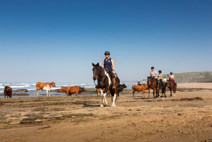 Vacances de travail sur la côte sauvage en Afrique du Sud