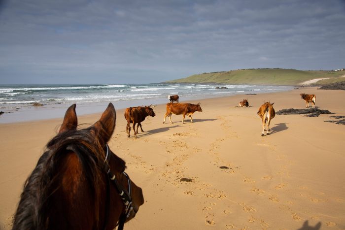 Vacances de travail sur la côte sauvage en Afrique du Sud