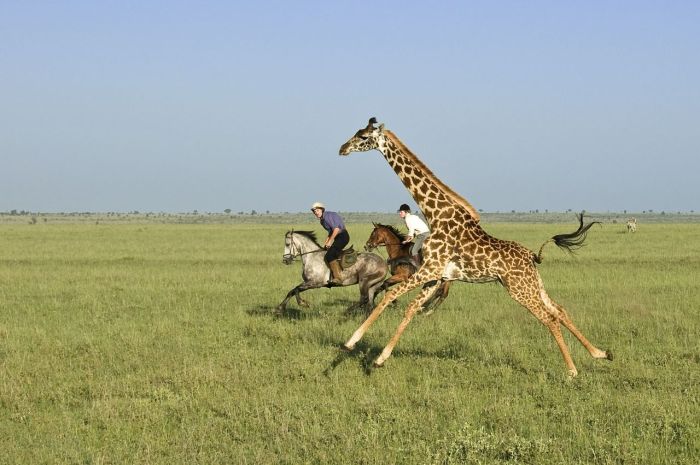 Kenya Safari Lodge - L'aventure en selle