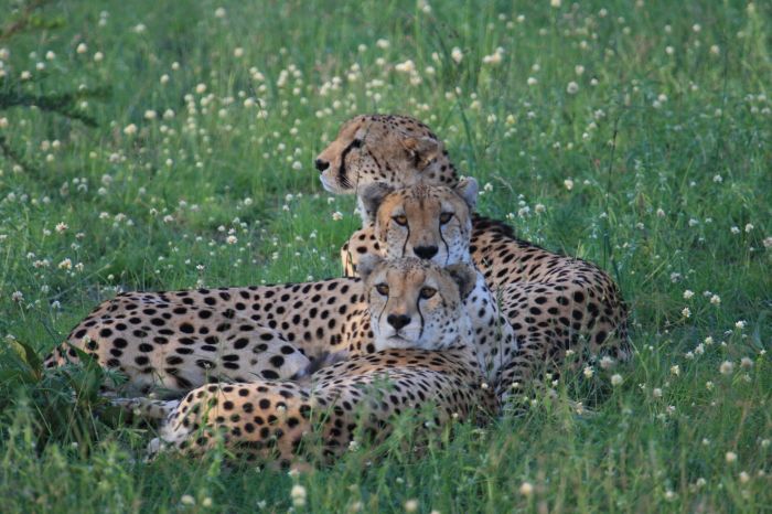 Kenya Safari Lodge - L'aventure en selle