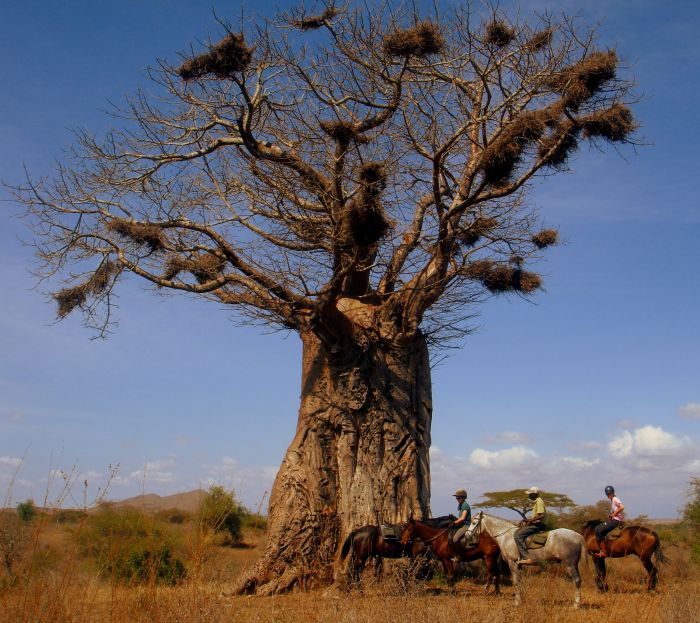 Kenya Safari Lodge - L'aventure en selle