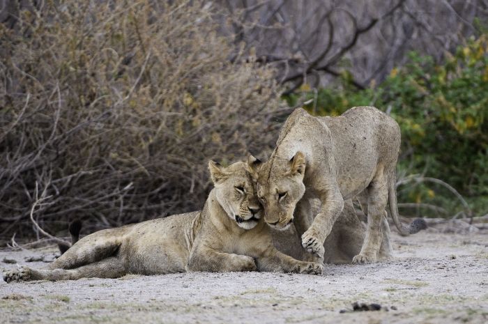 Kenya Safari Lodge - L'aventure en selle