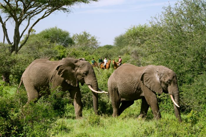 Kenya Safari Lodge - L'aventure en selle