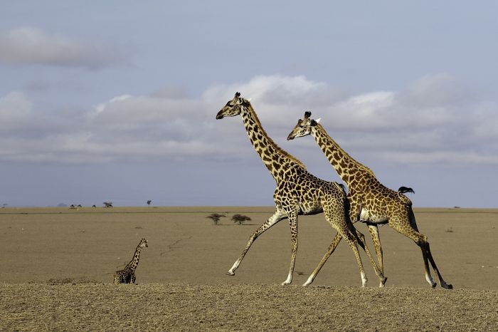 Kenya Safari Lodge - L'aventure en selle