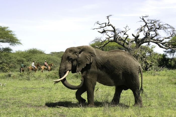 Kenya Safari Lodge - L'aventure en selle